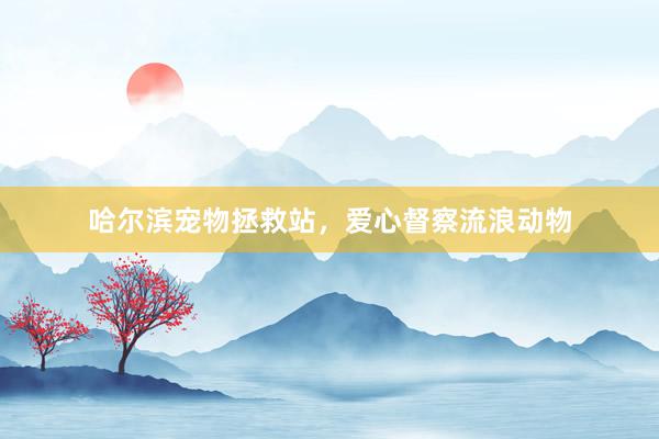哈尔滨宠物拯救站，爱心督察流浪动物